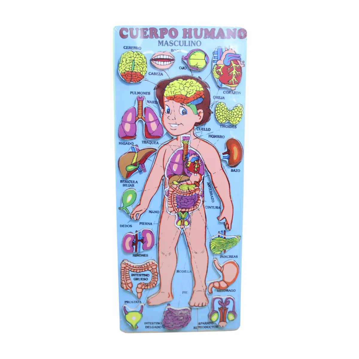 [JUG_438] ROMPECABEZA CUERPO HUMANO RELIEVE / PTRF004